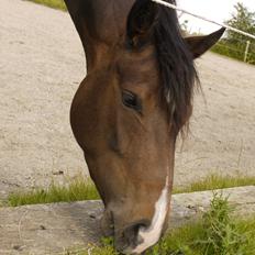 DSP Caspara´s April