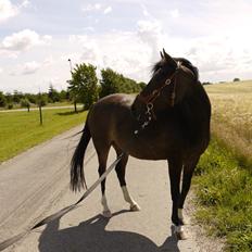 DSP Caspara´s April