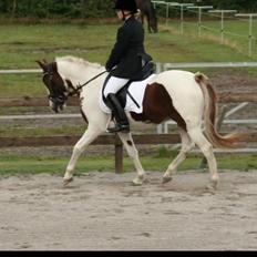 Anden særlig race Chanel - Solgt