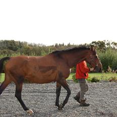 Dansk Varmblod Baunehøjens Fabergé