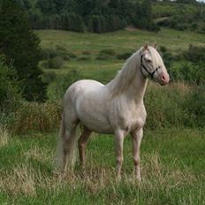 Welsh Pony (sec B) Aastrupgaards Blue - Avlshingst