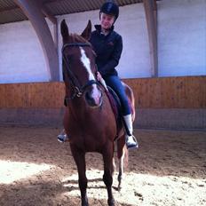 Anden særlig race Fox Trot