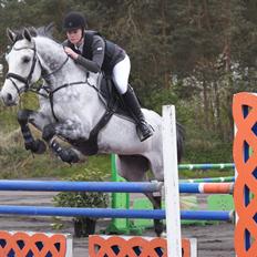 Dansk Varmblod Carneval Fever