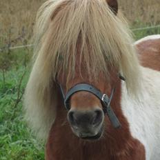 Shetlænder <3 Lille Børge <3 vallak 