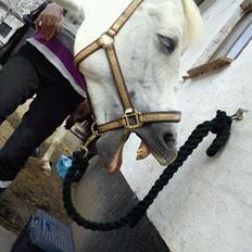 Connemara Nørlunds Petsy Bay *Petter* 1996-2012