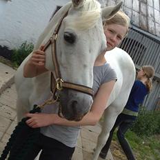 Connemara Nørlunds Petsy Bay *Petter* 1996-2012