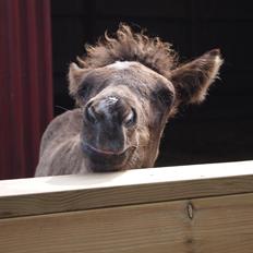 Islænder Gæfa fra Tjørnegården