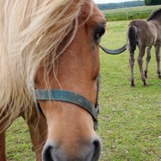 Islænder Snælda fra Reskelund