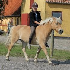 Anden særlig race Buller