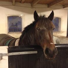 New Forest • Shila •