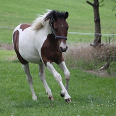 Pinto Kilgast's Assur