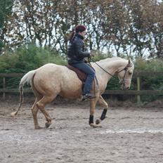 Quarter Hollywood Shakira