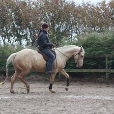 Quarter Hollywood Shakira