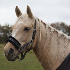 Quarter Hollywood Shakira