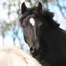 New Forest Birkilds Felicia