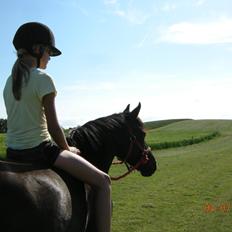 New Forest Birkilds Felicia