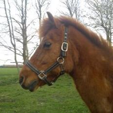 Anden særlig race Baron:-*<3