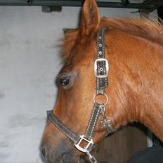 Anden særlig race Baron:-*<3