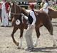 Welsh Cob (sec D) Lesto Seville