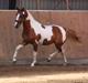 Pinto Global Spirit