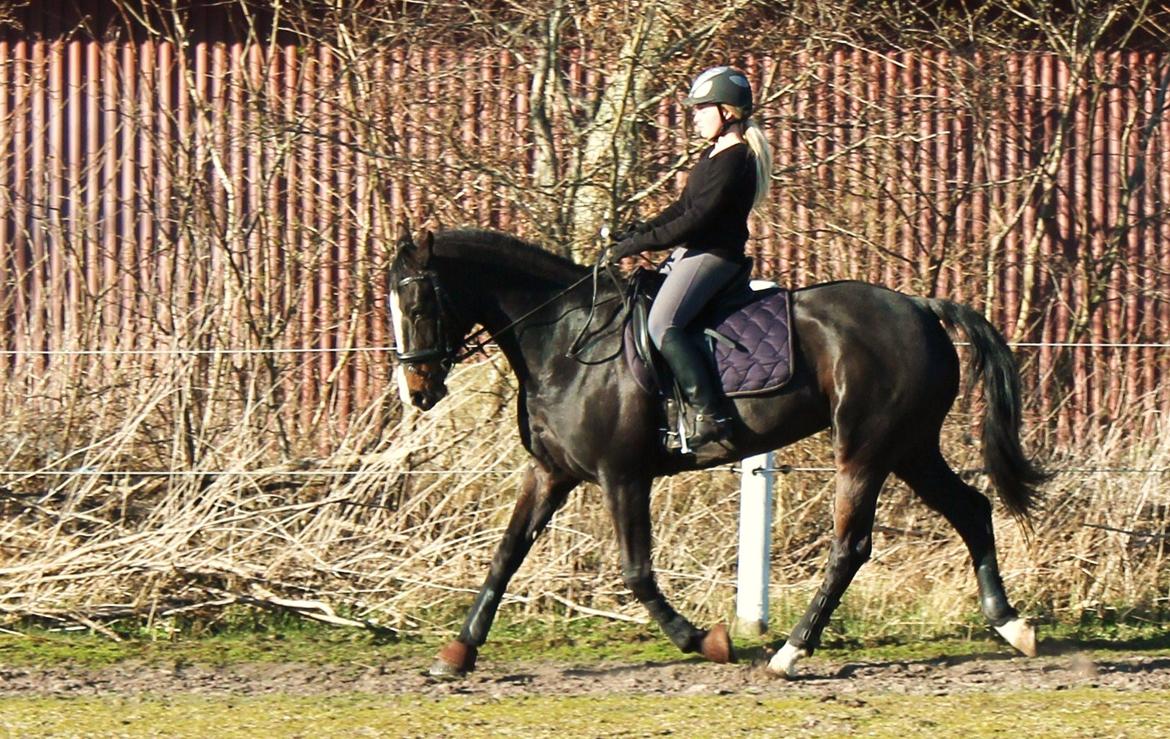 Dansk Varmblod Giza - Dressur træning april 2012 billede 16