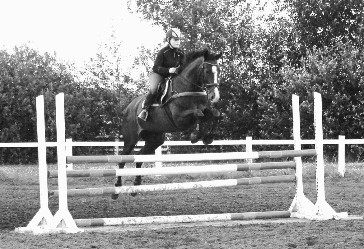 Dansk Varmblod Giza - Lækker springtræning i juli 2012, første springtræning siden april.  billede 22