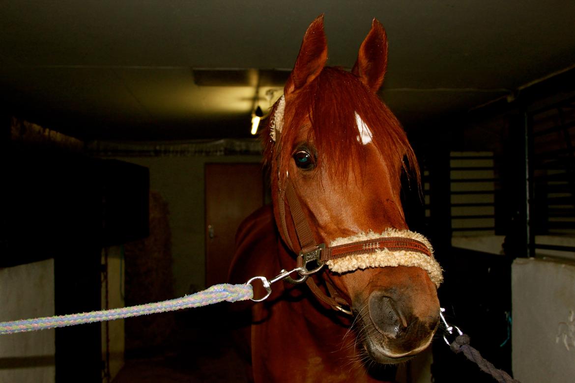 Arabisk fuldblod (OX) Java Surprise (Mit liv<3) - „If I could give you one thing in life, I would give you the ability to see yourself through my eyes, only then you would realize how special you are to me.“ ♥ billede 1