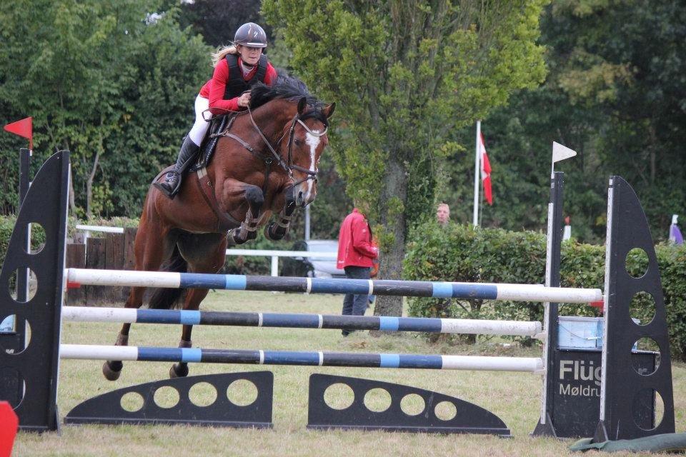 Selle Francais Katrine Del Sole billede 2