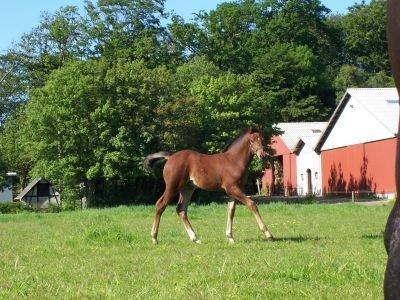 Oldenborg Overmoselunds Coral - Coral som føl  billede 8
