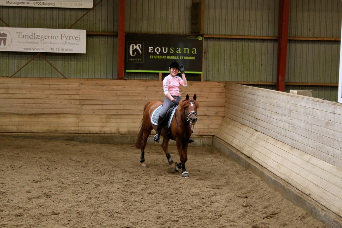 Arabisk fuldblod (OX) Java Surprise (Mit liv<3) - Love is like a war, 
easy to start, 
difficult to stop, 
and never to forget!! <3 billede 10