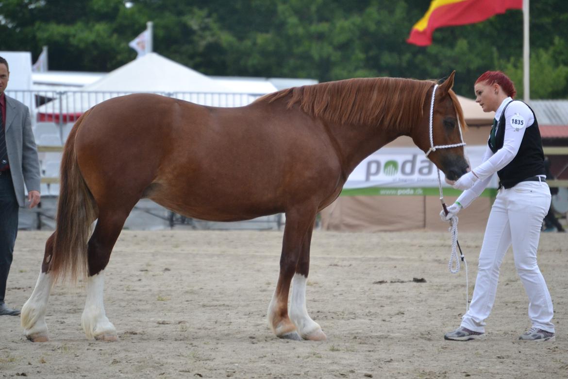 Welsh Cob (sec D) Lesto Seville - Roskilde dyreskue 2012 billede 2