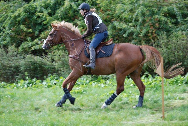 Dansk Varmblod Paragraff - Pony til TREC billede 21