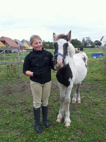 Irish Cob Toby billede 6