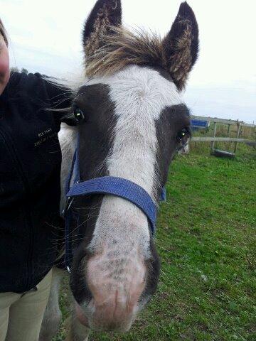 Irish Cob Toby billede 7