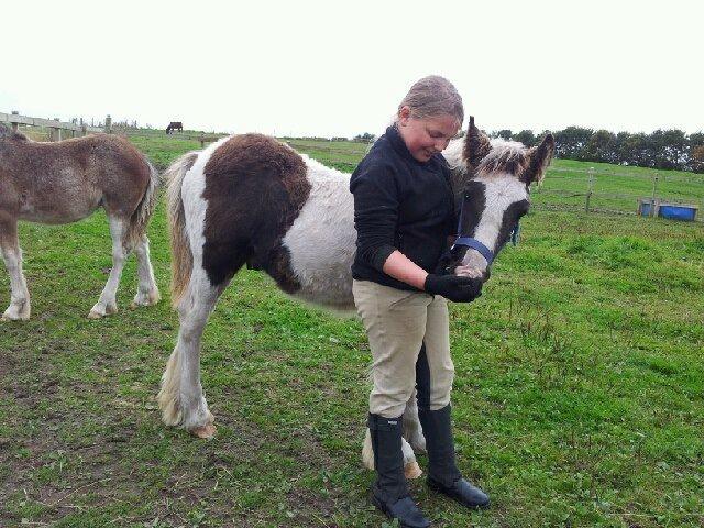 Irish Cob Toby billede 8