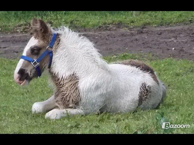 Irish Cob Toby billede 9