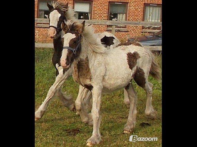 Irish Cob Toby billede 10