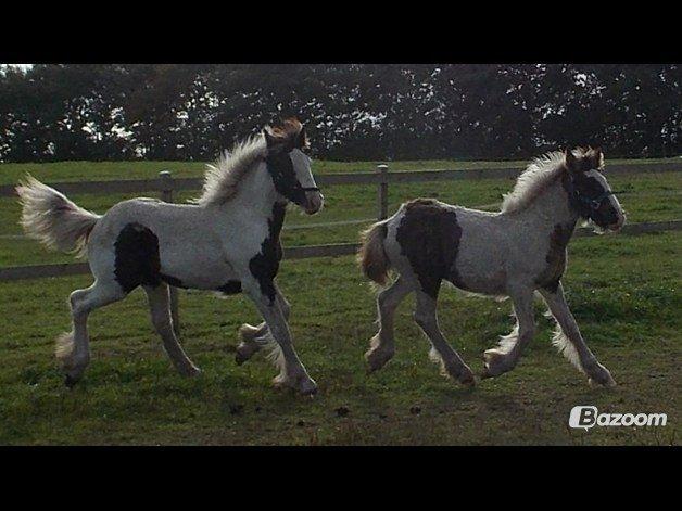 Irish Cob Toby billede 11