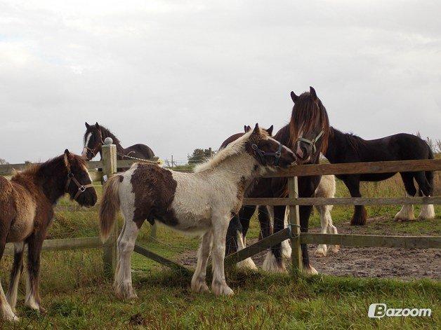 Irish Cob Toby billede 12