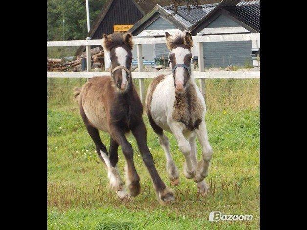 Irish Cob Toby billede 13
