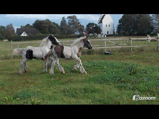 Irish Cob Toby billede 14