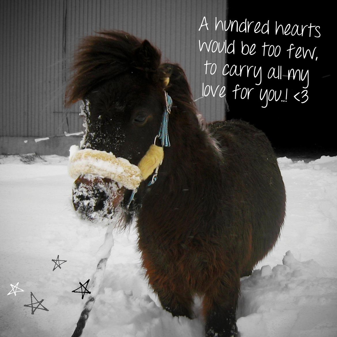 Shetlænder † Aladar DeCoyit † - 17. december, 2009 - A hundred hearts would be too few, to carry all my love for you..! <3  
- Hr. DeCoyits første gang i sneen ved mig. Plys grimen på, og som det første han gør, er at stikke hovedet helt ned i sneen. billede 1