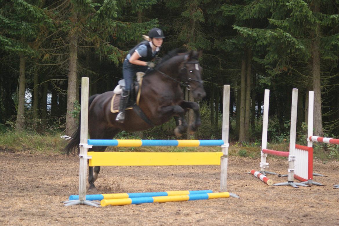 Oldenborg Noir  |Sorte| - ØV for sløret billede ://// Men ellers godt nok :D  billede 12