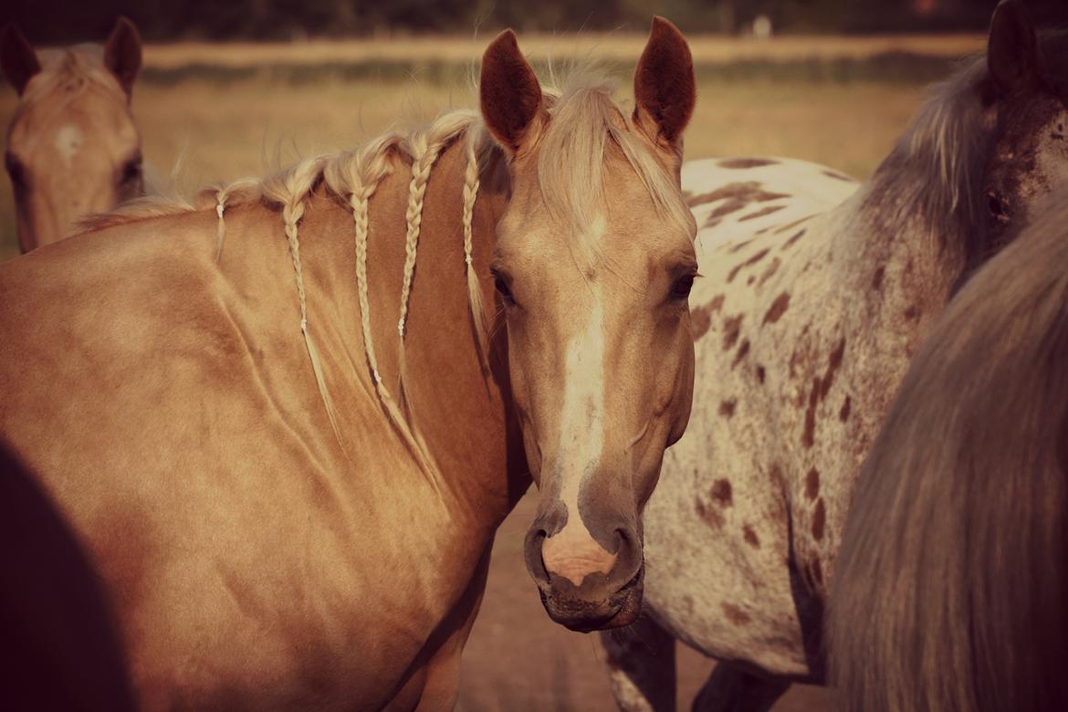 Quarter Roosters Final Pine - Aug/Sep 2012 billede 23