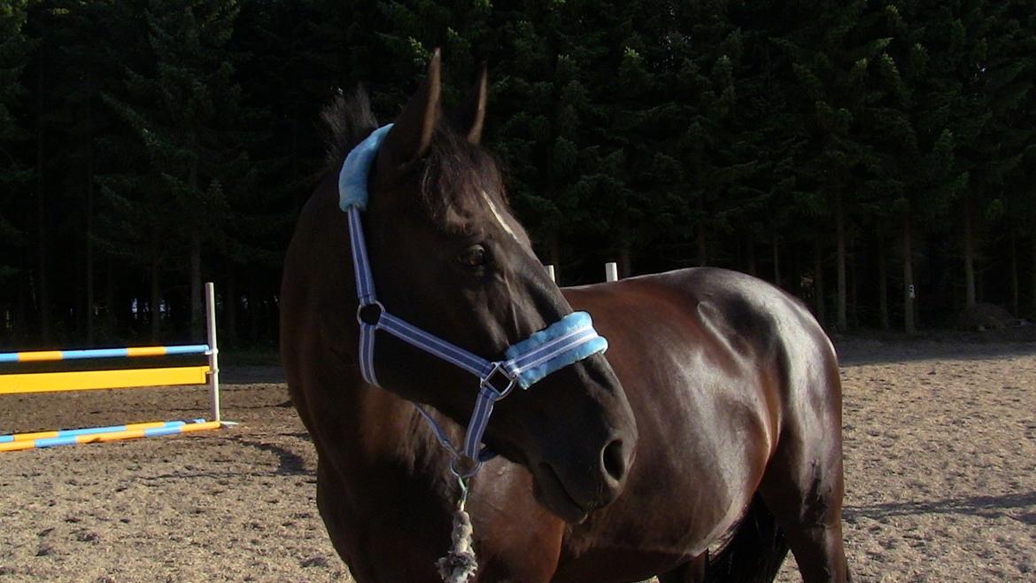 Oldenborg Noir  |Sorte| - Smukke drengen med ny blå grime :D  billede 18