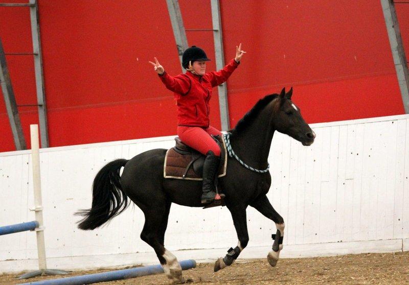 Hollandsk Sportspony | Radec<3 | (Toblerone) billede 4