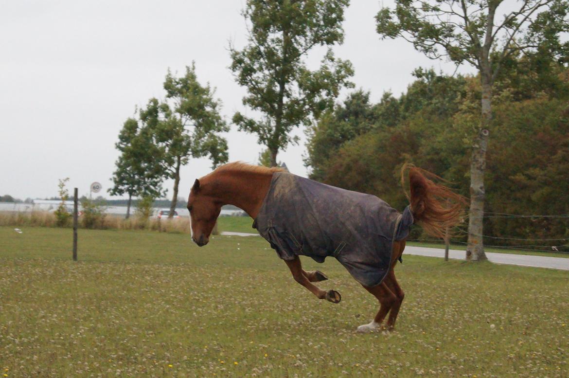 Anden særlig race Ravnsagergaards Torino - Minskat<3

Foto: Helena med mit kamera billede 19