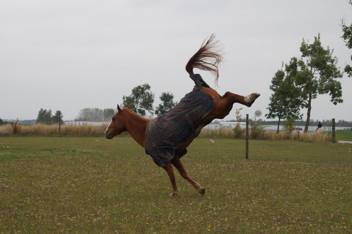 Anden særlig race Ravnsagergaards Torino - Mit bukke dyr, bukker nu ret højt XD 

Foto: Helena med mit kamera billede 2
