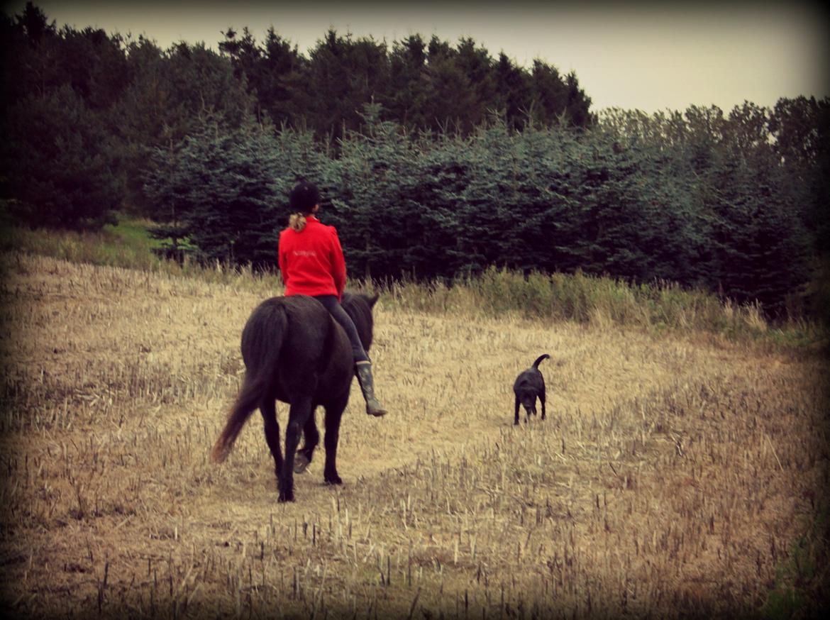 Islænder Náttgjólá billede 13