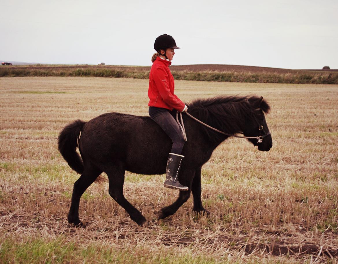 Islænder Náttgjólá - For bare ½ år siden var hun krop umulig at få med på tur fordi hun var oppe at køre i nye omgivelser. Og i dag har jeg den roligste og sødeste hest jeg kan tage med hvor som helst :) billede 12